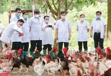 Khách tham quan trang trại gà Mía giống. 