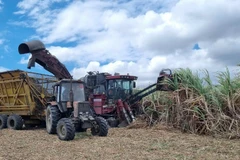 Thu hoạch mía bằng cơ giới trên cánh đồng mía lớn Nhà máy đường An Khê (Gia Lai). Ảnh: Tuấn Anh