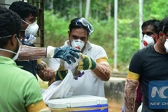 Nhân viên y tế tiến hành thu thập, kiểm nghiệm mẫu vật trong bối cảnh dịch virus Nipah bùng phát tại Kozhikode, bang Kerala, miền nam Ấn Độ, ngày 21/5/2018. (Ảnh: Xinhua)