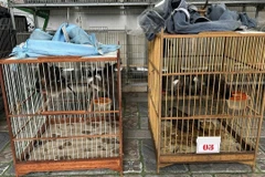 Lực lượng chức năng thành phố Huế tịch thu nhiều cá thể chim hoang dã tại nhà riêng của một người buôn bán chim cảnh, sau khi nhận được tin báo từ người dân về các bài đăng rao bán chim trái phép trên mạng xã hội của người này. (Ảnh: ENV)