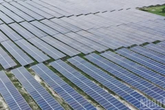 Các tấm pin mặt trời tại trang trại điện mặt trời Phong Phú (Solarcom), Lâm Đồng. (Ảnh: VĂN DUY)