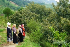 Mô hình vườn dẻ liên kết của đồng bào dân tộc thiểu số ở xã Ngân Sơn, Thái Nguyên. (Ảnh minh họa: TUẤN SƠN)