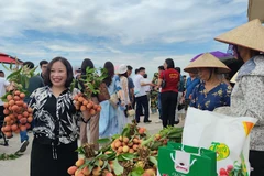 Du khách trải nghiệm thu hoạch và thưởng thức vải thiều tại xã Thanh Sơn, huyện Thanh Hà. (Ảnh: QUỐC VINH)
