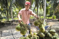 Nông dân Bến Tre (cũ) thu hoạch dừa xiêm xanh. (Ảnh minh họa: TTXVN)