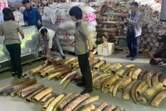 Số lượng lớn ngà voi tang vật vụ án chuẩn bị tiêu hủy. (Ảnh: ENV)