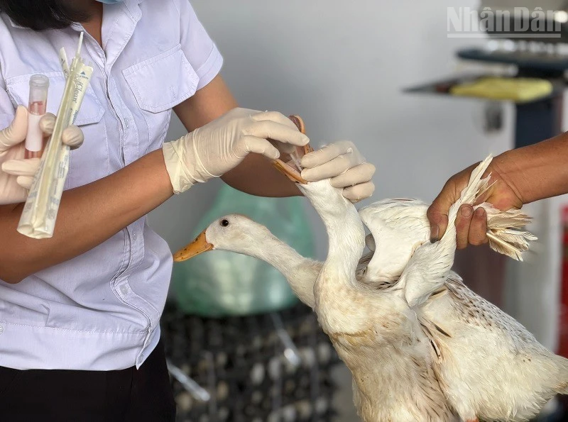Tăng cường tuyên truyền phòng chống cúm A(H5N1) tại Điện Biên