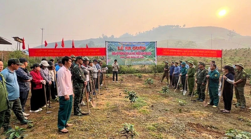 Điện Biên: Bùng nổ phong trào trồng cà phê, mắc ca vượt chỉ tiêu tỉnh giao