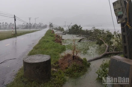 Bão số 5 khiến nhiều cây xanh ven đường gãy đổ.