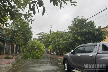 Nhiều cây đổ gây nghẽn lưu thông trên các tuyến đường bộ tại tỉnh Hà Tĩnh sau bão số 5.