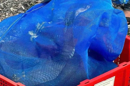 Công an Quảng Trị phát hiện gần 1 tấn rắn hổ mang không có giấy tờ chứng minh nguồn gốc hợp pháp. (Ảnh: Công an Quảng Trị)