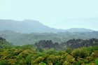 Còn nhiều khó khăn trong công tác quản lý, bảo vệ rừng.