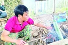 Món ăn ếch nấu lồ ô thường được người Giẻ Triêng nấu trên bếp lửa.