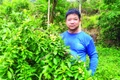 Người dân ở thôn Sơn Hồng, Gia Cát, Cao Lộc (Lạng Sơn) thu hái mận cơm chín sớm.