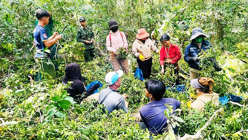 Người dân thu hoạch trái xoay rừng. Ảnh: MINH NGUYỄN