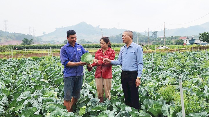 Mô hình trồng rau giúp nông dân Mường Sang làm giàu.