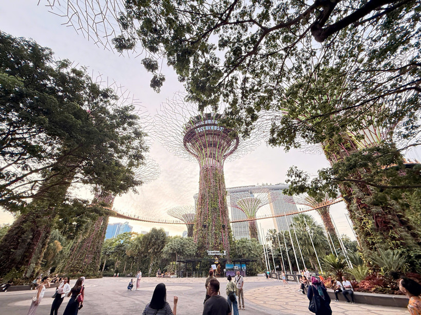 Rừng siêu cây thuộc hệ sinh thái của GBB.