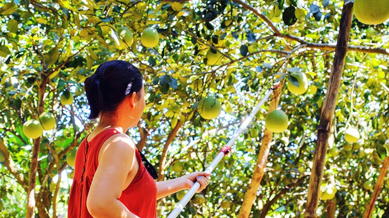 Trải nghiệm hái và thưởng thức thanh trà tận vườn. Ảnh: TUẤN HIỆP