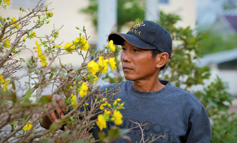 Những bông hoa nở sớm khiến người trồng mai ở phường An Nhơn Đông lo lắng. Ảnh: NGUYỄN GIA