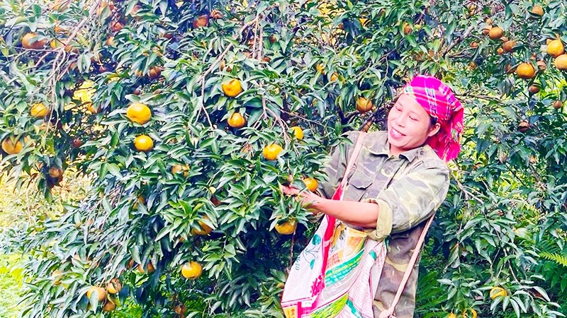 Người dân thôn Khuổi Cò thu hoạch quýt.