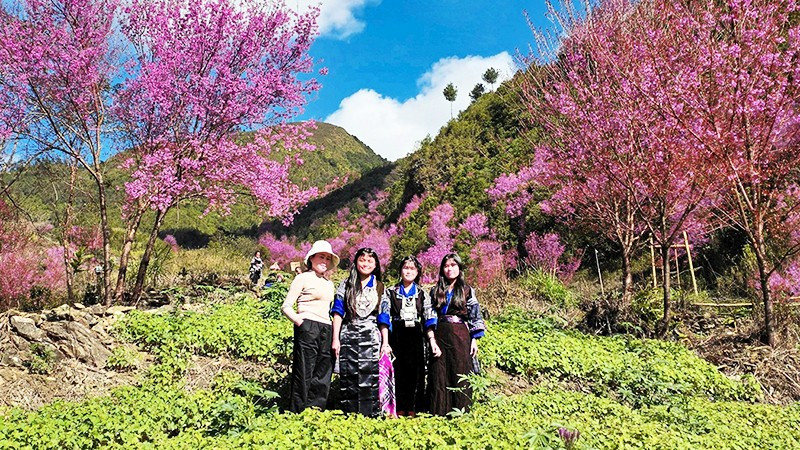 Khi rẻo cao thắm sắc tớ dày