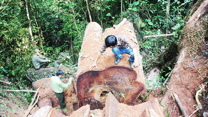 Nhà báo Hoàng Văn Chiên (người ngồi trên thân cây) cùng lực lượng kiểm lâm đo thân cây nghiến lớn vừa bị các đối tượng chặt hạ trái phép tại huyện Sìn Hồ (Lai Châu).