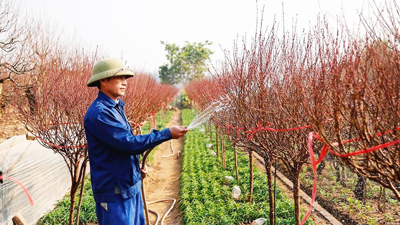 Chăm đào chờ “mùa thu hoạch”. Ảnh: ANH QUÂN