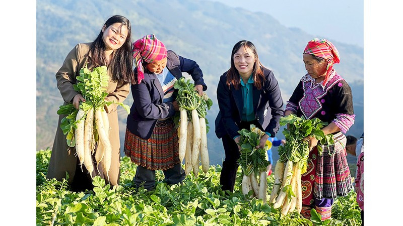 Hợp tác xã Hạnh Mơi là điểm sáng liên kết nông nghiệp của xã.