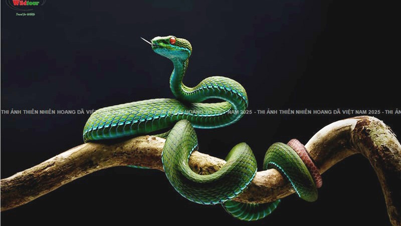 "Vũ điệu cảnh báo" bị thu hồi giải do phạm quy.