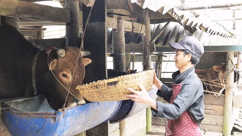 Trong những ngày rét đậm, rét hại, các hộ chăn nuôi tại vùng cao Tuyên Quang không thả rông gia súc.