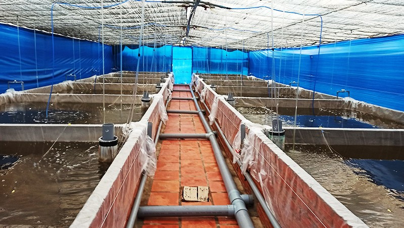Ứng dụng ozone trong xử lý nước nuôi trồng thủy sản.