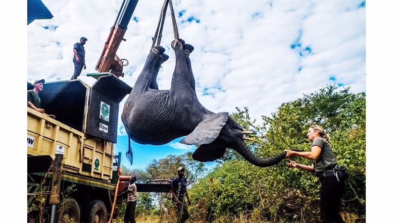 Việc di dời động vật nằm trong kế hoạch tái hoang dã MNP. Ảnh XINHUA