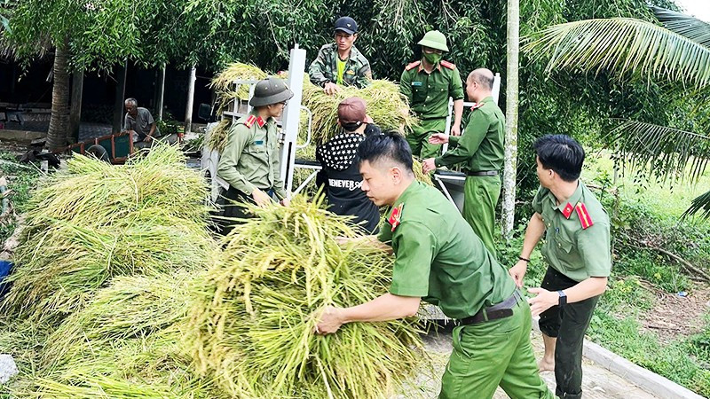 Chính quyền các xã tổ chức lực lượng giúp người dân thu hoạch lúa hè thu trước mưa bão.
