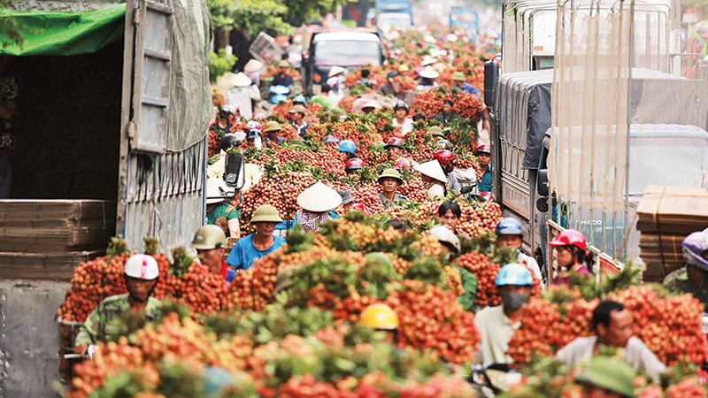 Vào mùa thu hoạch vải thiều. Ảnh: BẢO TRUNG