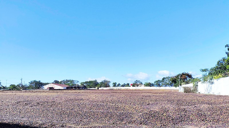 Gia Lai hiện có hơn 80 nghìn ha cà-phê, sản lượng hằng năm đạt hàng trăm nghìn tấn.