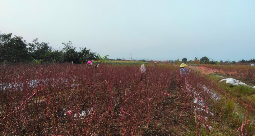 Phần lớn diện tích đào đã qua khâu tuốt lá. Ảnh: SƠN ĐOÀN