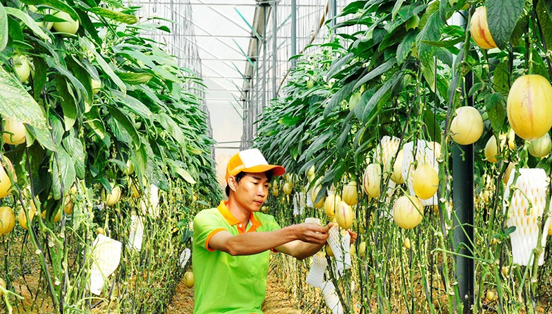 Chăm sóc vườn dưa lưới tại Lâm Đồng. Ảnh: NGUYỆT ANH