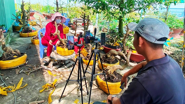 Người trồng mai ở Tân Tây giờ đẩy mạnh livestream, bán hàng qua mạng, cho hiệu quả kinh tế cao.
