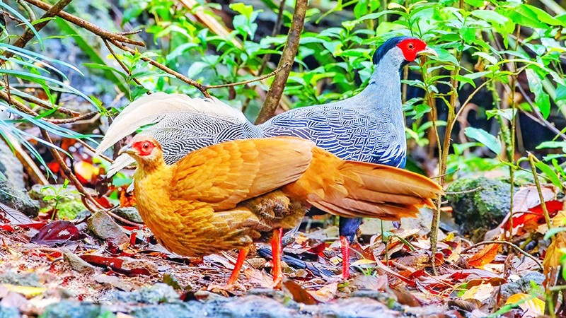 Vườn có rất nhiều loài động vật quý, trong đó có gà lôi trắng (tên khoa học là Lophura nycthemera), một loài thuộc họ trĩ, bộ gà, là loài động vật rừng nguy cấp, quý hiếm.
