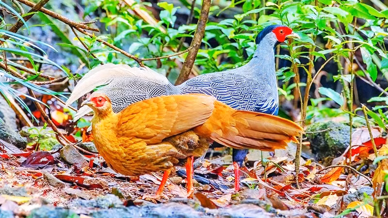 Vườn có rất nhiều loài động vật quý, trong đó có gà lôi trắng (tên khoa học là Lophura nycthemera), một loài thuộc họ trĩ, bộ gà, là loài động vật rừng nguy cấp, quý hiếm.