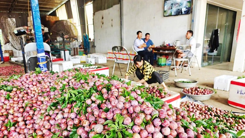 Mận rớt giá khiến nông dân đón vụ mùa lao đao.