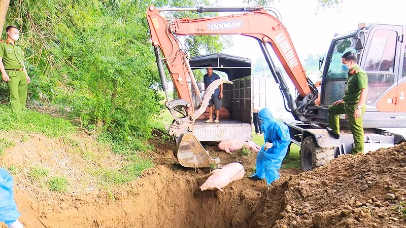 Tỉnh Thái Nguyên đã tiêu hủy hơn 3.100 con lợn mắc dịch tả lợn châu Phi. Ảnh: THẾ BÌNH