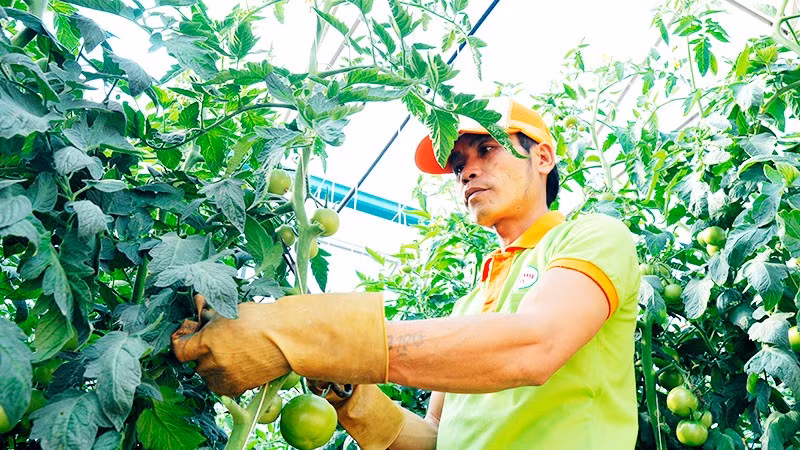 Người dân áp dụng các mô hình sản xuất khoa học để đem lại hiệu quả cao. Ảnh: NAM ANH