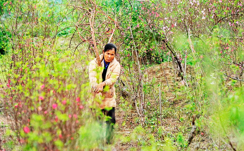 Xuân bãi bồi. Ảnh: NAM NGUYỄN