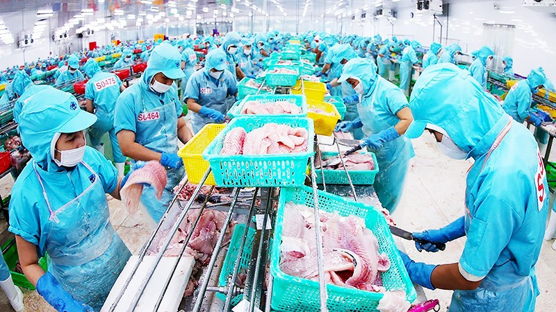 Chế biến cá tra phi-lê xuất khẩu ở nhà máy của Tập đoàn Sao Mai, tỉnh An Giang. Ảnh: VŨ SINH