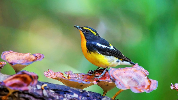 Đớp ruồi lưng vàng (Narcissus Flycatcher). 