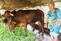 Bà Võ Thị Xuân thuộc diện hộ nghèo, được ngân hàng hỗ trợ vay vốn và địa phương hỗ trợ con giống. 