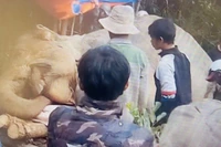 Voi Bắk Khăm được phát hiện bị chết trong rừng.