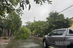 Bão số 5 đổ bộ vào Hà Tĩnh khiến nhiều cây xanh dọc các tuyến đường bị bật gốc, gãy cành, đổ nghiêng. Ảnh chụp tại phường Thiên Cầm và Thành Sen, Hà Tĩnh. (Ảnh: NGÔ TUẤN)