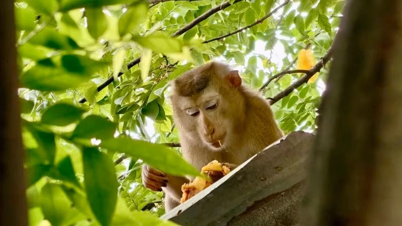 Cá thể khỉ đuôi lợn sổng chuồng tại phường Bình Tân, Thành phố Hồ Chí Minh.