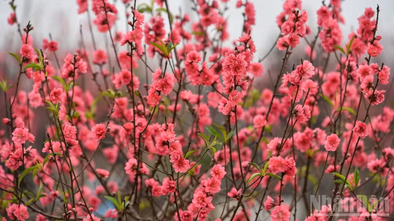 (Ảnh: THÀNH ĐẠT)